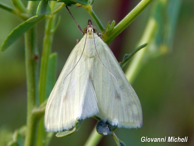 Sitochroa palealis